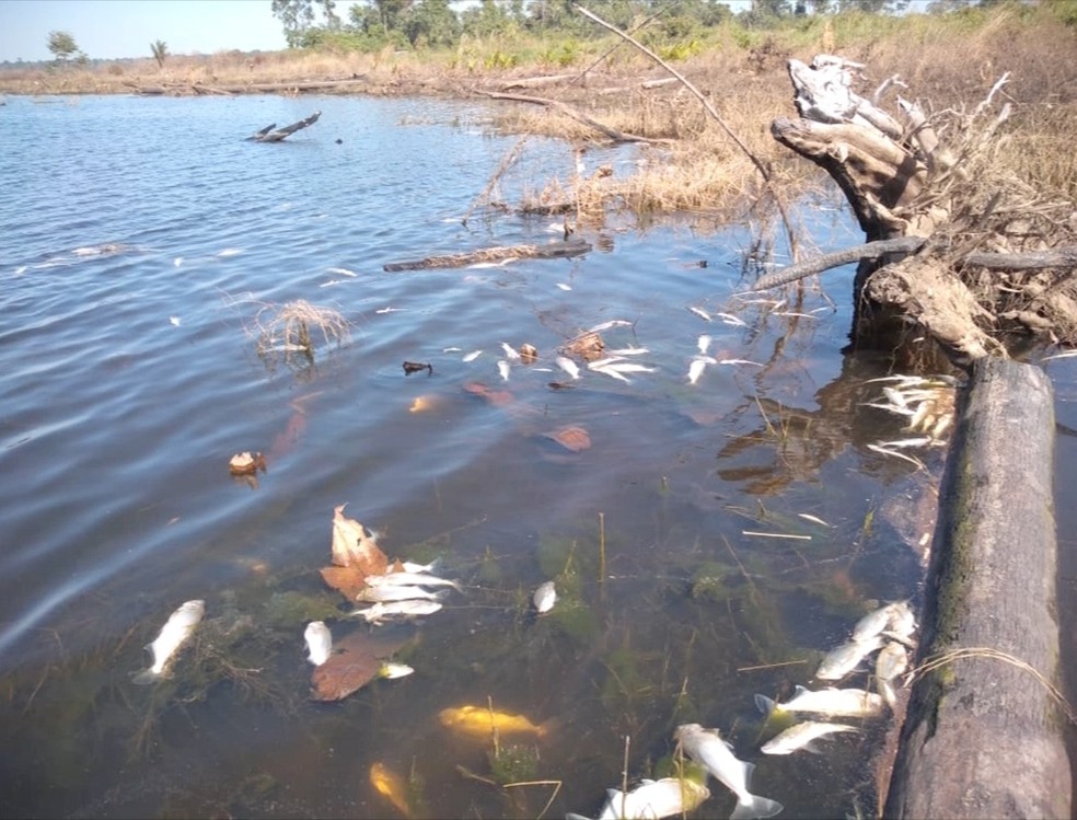 Mortandade de peixes preocupa moradores — Foto: TVCA/ Reprodução