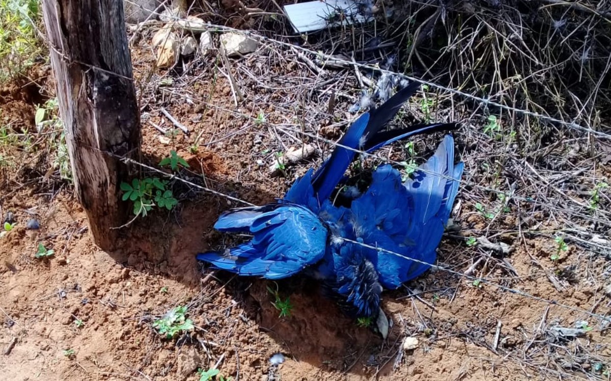 MP investiga se araras-azuis morreram eletrocutadas na BA; pelo menos 50 casos foram registrados | Bahia