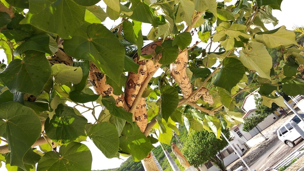Jiboia estava em cima de uma &aacute;rvore em &aacute;rea urbana da cidade de Encanto &mdash; Foto: Divulga&ccedil;&atilde;o