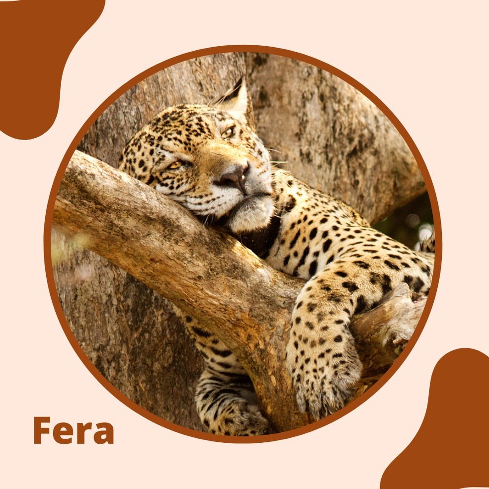 Fera já foi avistada na região da Serra do Amolar. — Foto: Reprodução/FabioPaschoal