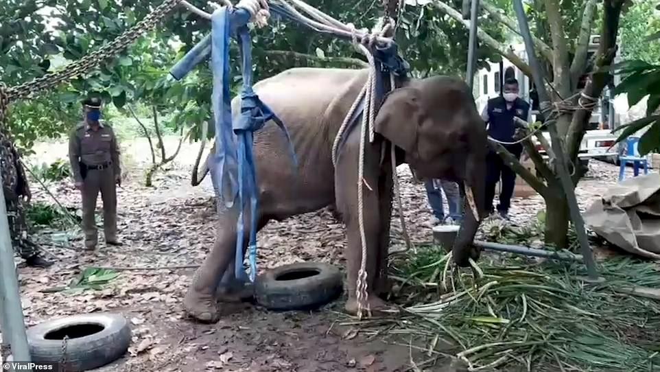 Elefante morre na Tailândia após ser baleado por caçador (Foto: Reprodução)