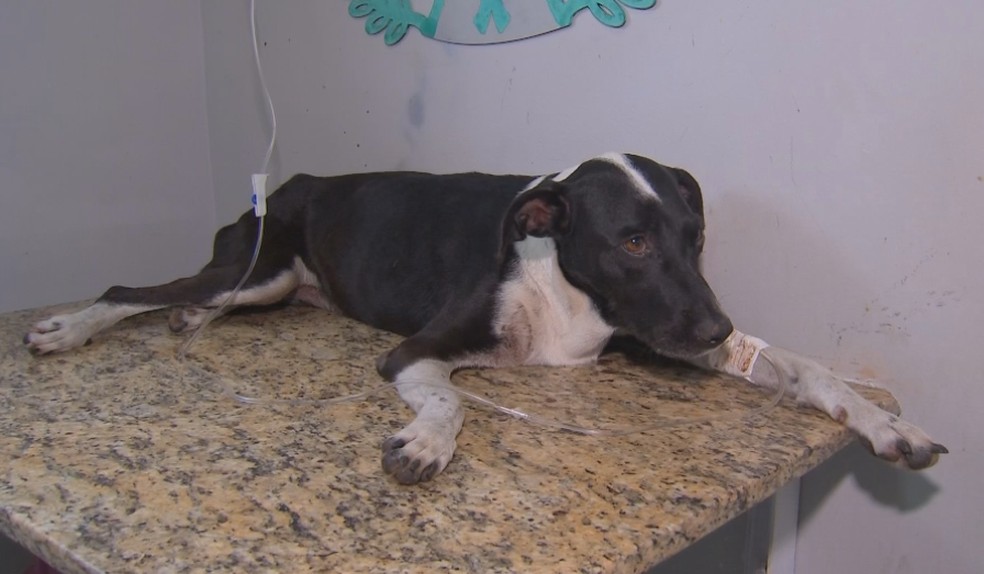 Sasha foi resgatada com vida e recebeu tratamentos em clínica veterinária de Marília — Foto: Reprodução/TV TEM