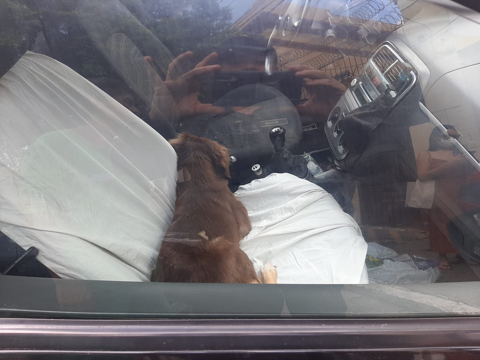Cachorro é resgatado após ser deixado em carro trancado em Mossoró; VÍDEO