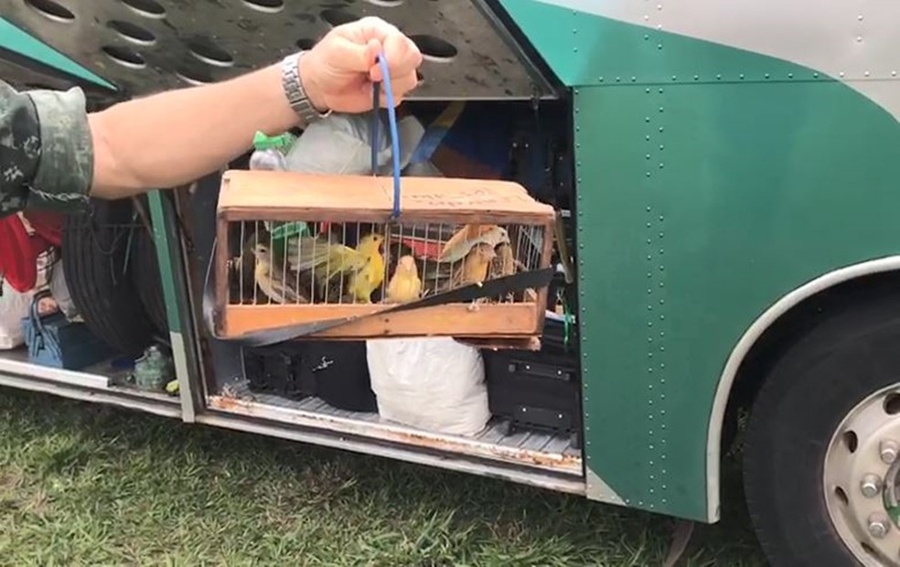 Pássaros foram encontrados dentro de gaiola em ônibus, em Novo Horizonte (SP) — Foto: Polícia Militar Ambiental/Divulgação