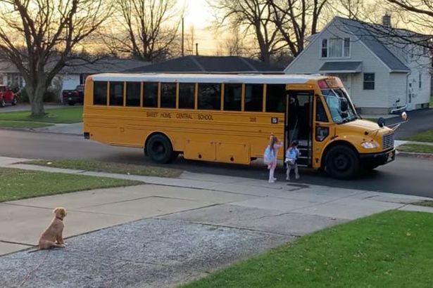 Bentley espera todos os dias as crianças embarcarem no ônibus escolar (Foto: Reprodução/Facebook)