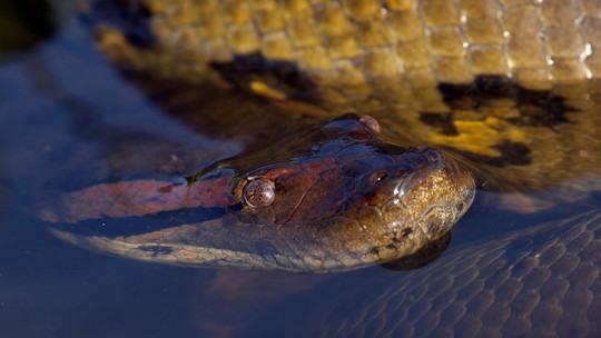 Anaconda: colunista responde as principais dúvidas sobre a cobra gigante
