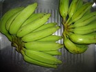 Estudantes do Amapá elaboram maionese utilizando banana verde