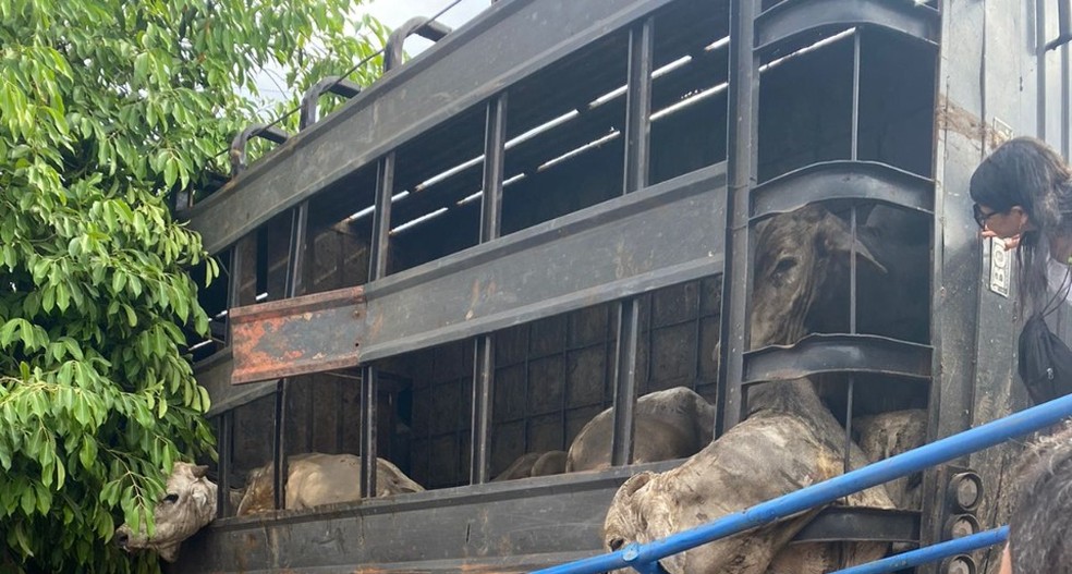 Caminhão com gado tomba na região oeste  — Foto: Redes sociais