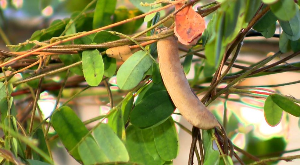 Proteína chamada puchelina é extraída da semente da trepadeira, segundo pesquisadores da USP de São Carlos (Foto: Reprodução/ EPTV)