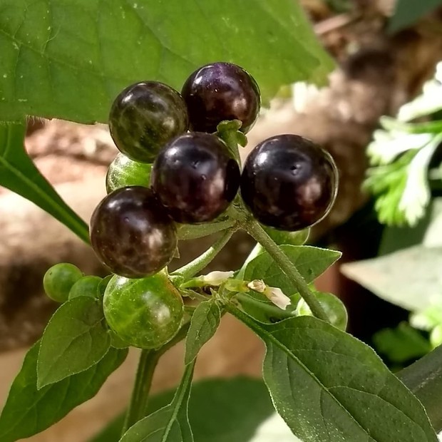 Maria-pretinha  Solanum americanum – Entre Plantas