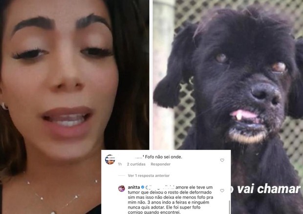 Anitta responde seguidor que falou da aparência física de seu novo cão (Foto: Reprodução/Instagram)