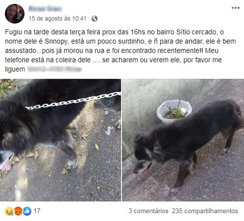 Cachorro Reencontrado Depois De 10 Anos Foge Novamente De Casa Em Curitiba Parana G1
