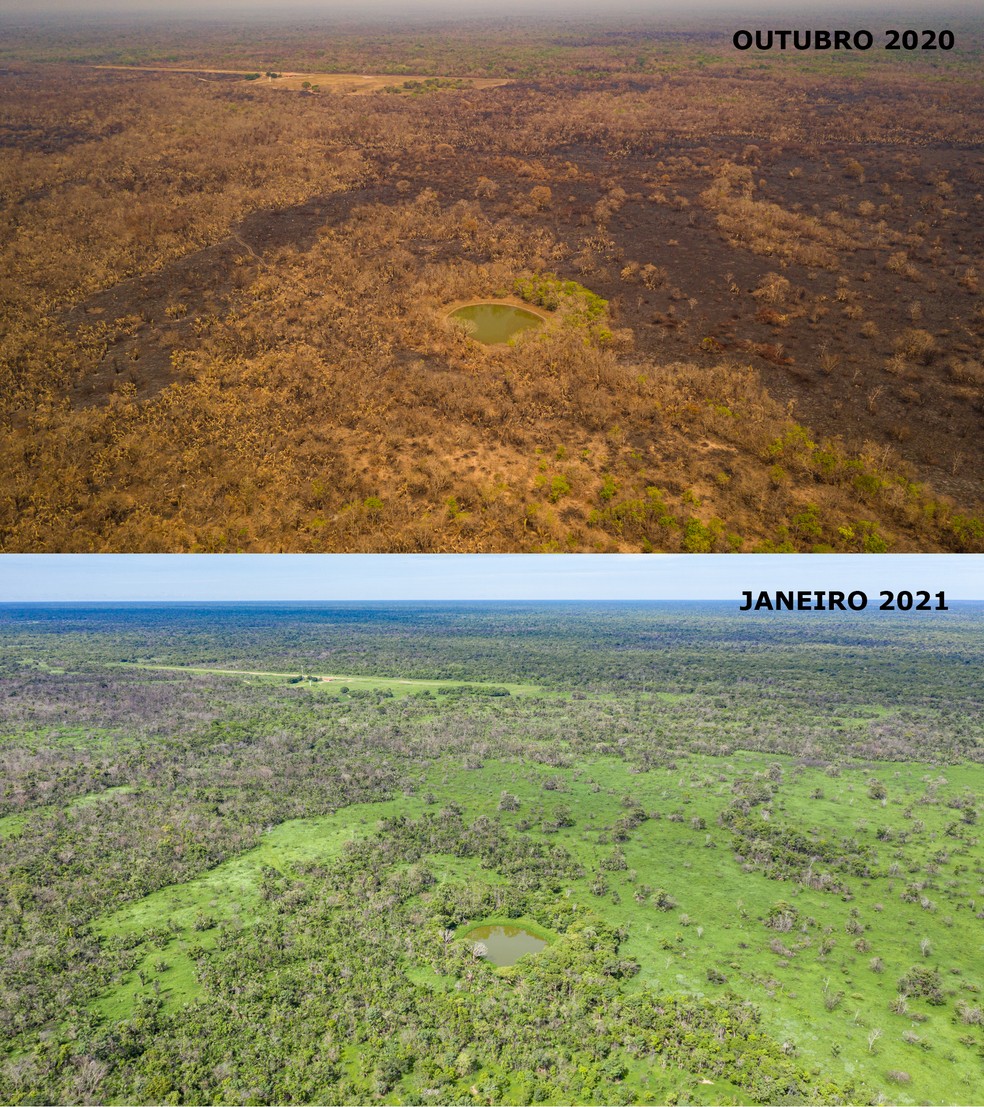 Antes e depois das queimadas no Pantanal de MT — Foto: Gabriela Schuck