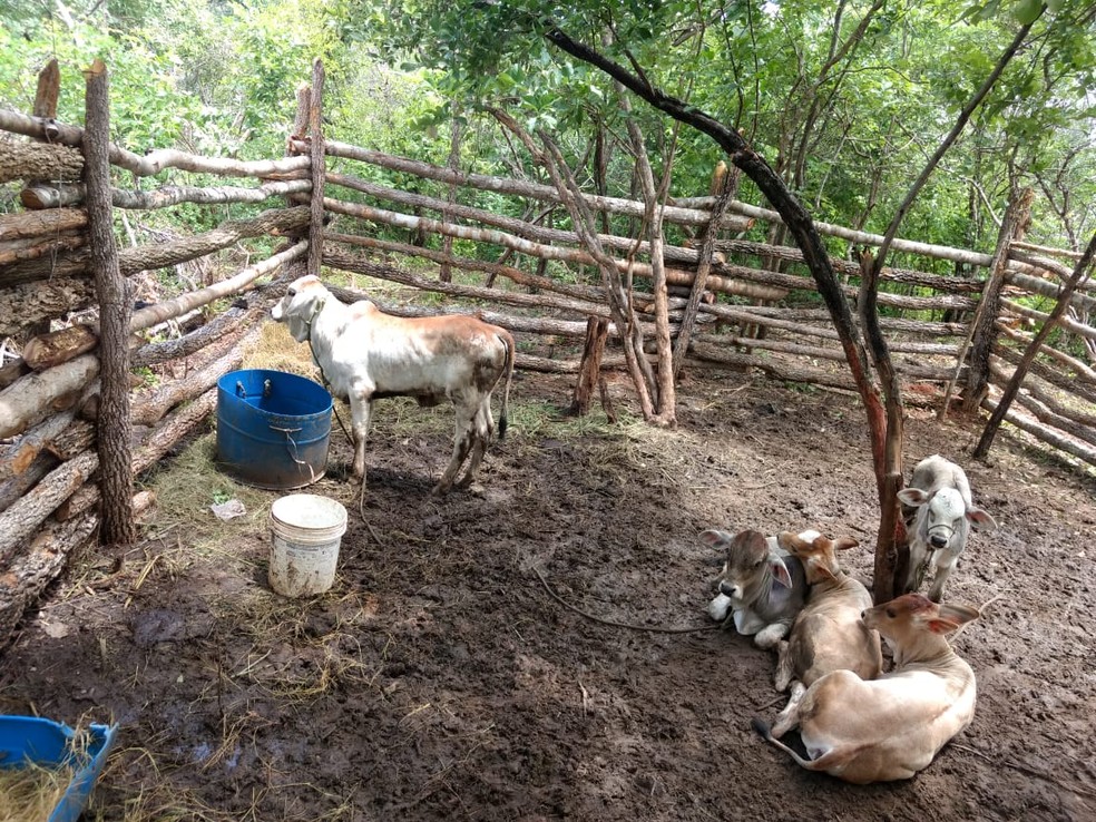 Grupo furtava e roubava gados no Piauí e Maranhão — Foto: Divulgação/PC