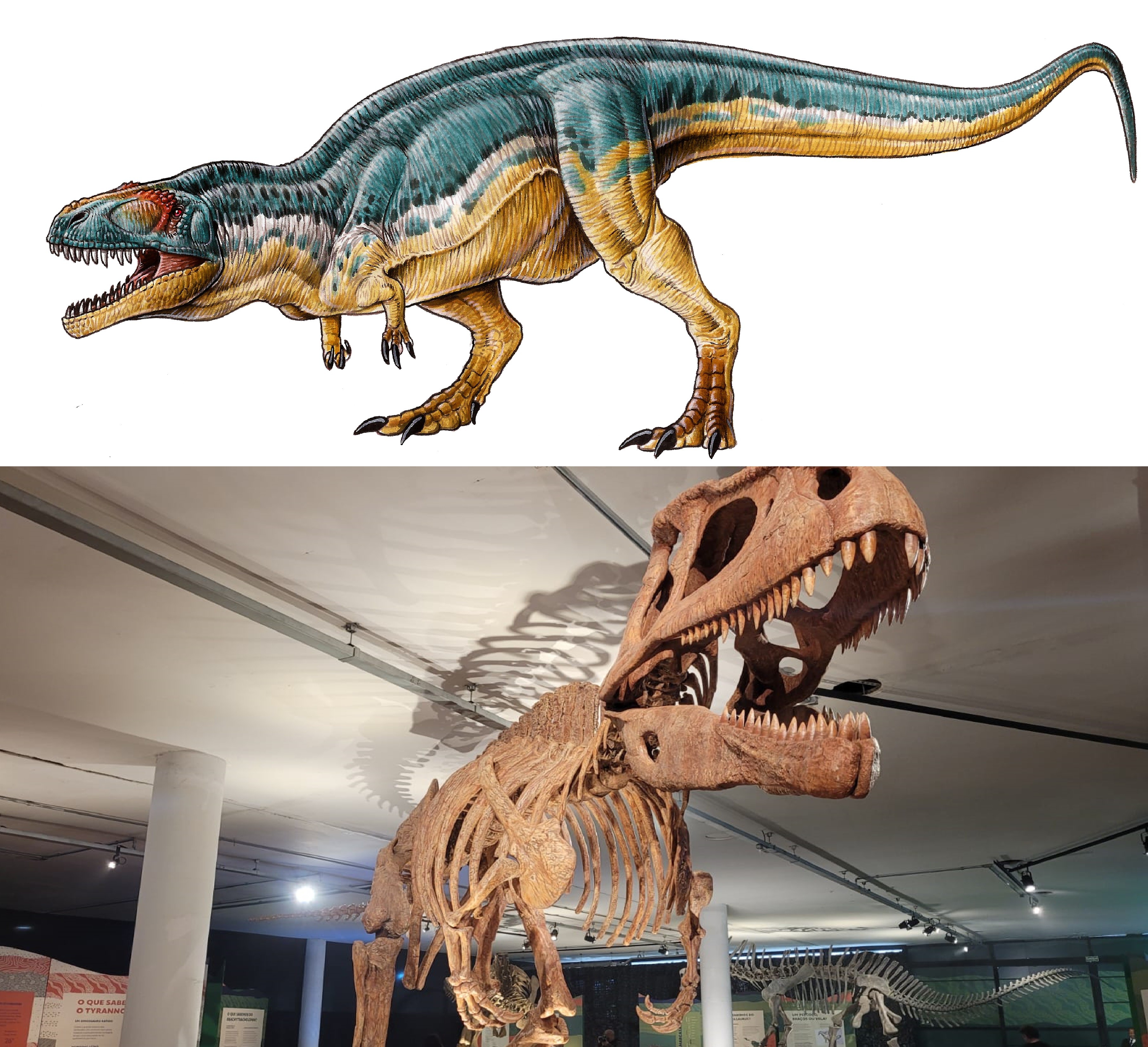 Acima uma representação artística de como seria o dinossauro, e embaixo a sua réplica na exposição no Pq.Ibirapuera  (Foto: Divulgação/ Midiorama/ Foto: Laura Moraes)