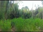 Polícia Militar destrói cinco mil pés de maconha em Rosário, MA