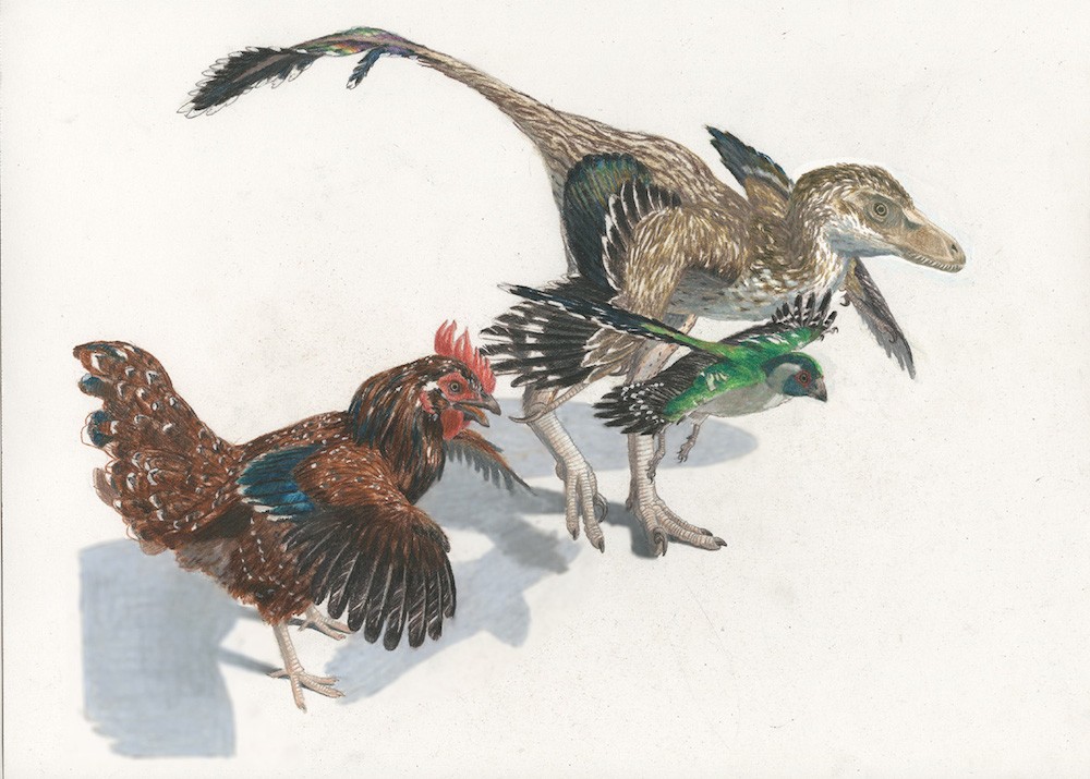 Dinossauros e pássaros, entenda a relação (Foto: Reprodução)