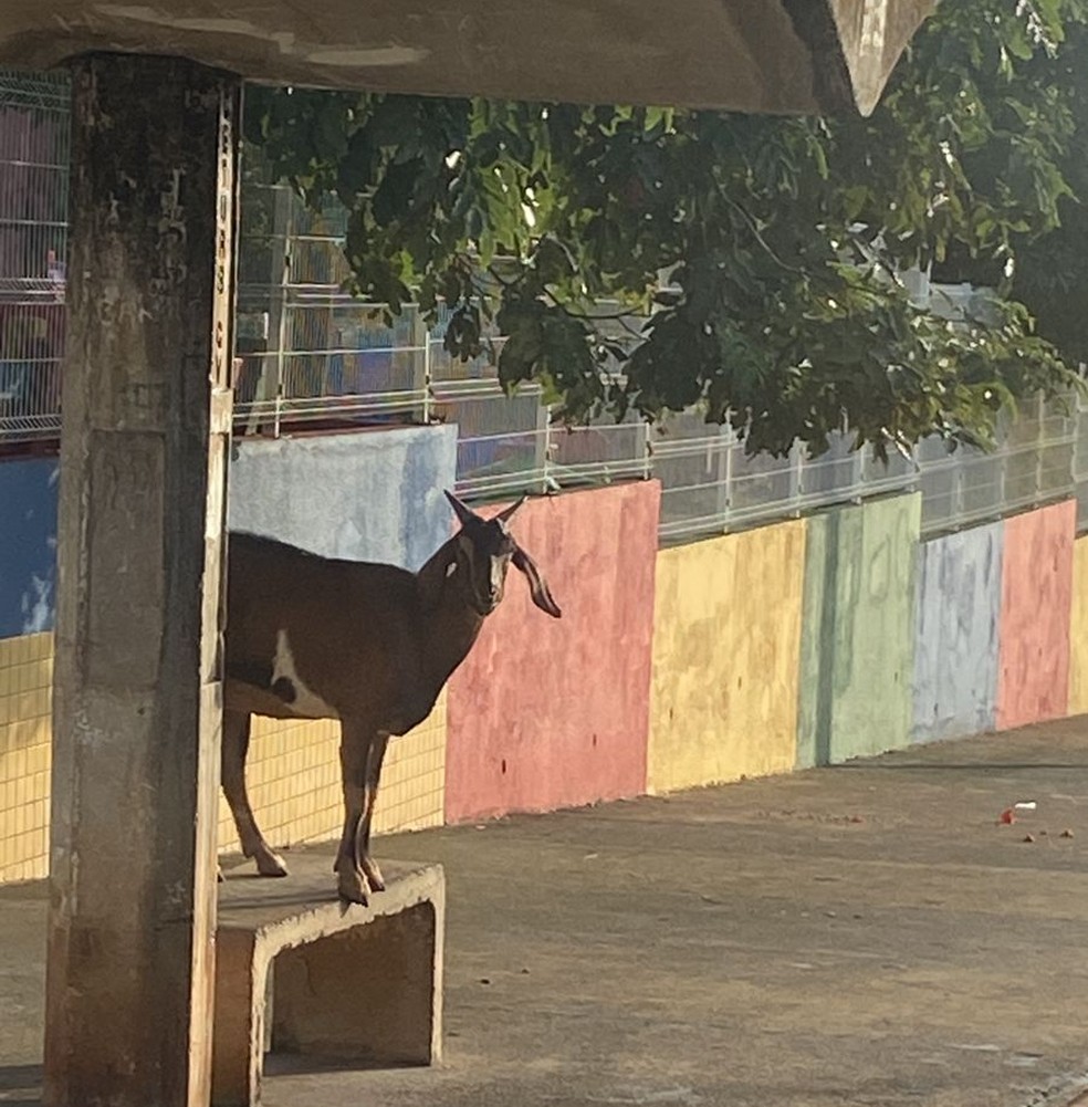 Vídeo de mulher que perdeu lugar em ponto de ônibus para bode viraliza — Foto: Arquivo pessoal