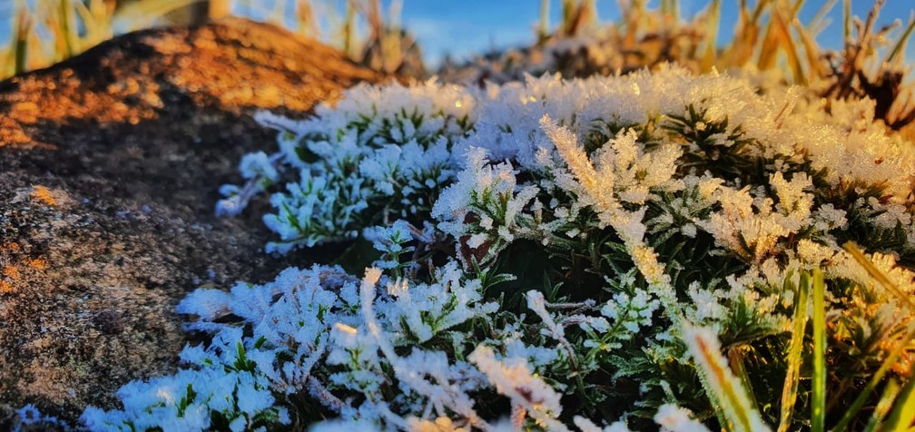 Detalhe da geada em vegetação neste domingo em São Joaquim — Foto: Mycchel Legnaghi/São Joaquim Online