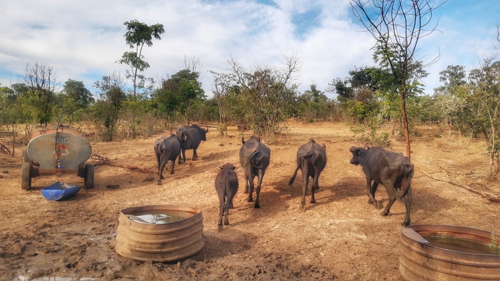 Voluntários ajudam búfalas em situação de abandono em Brotas — Foto: Fabio Rodrigues/g1