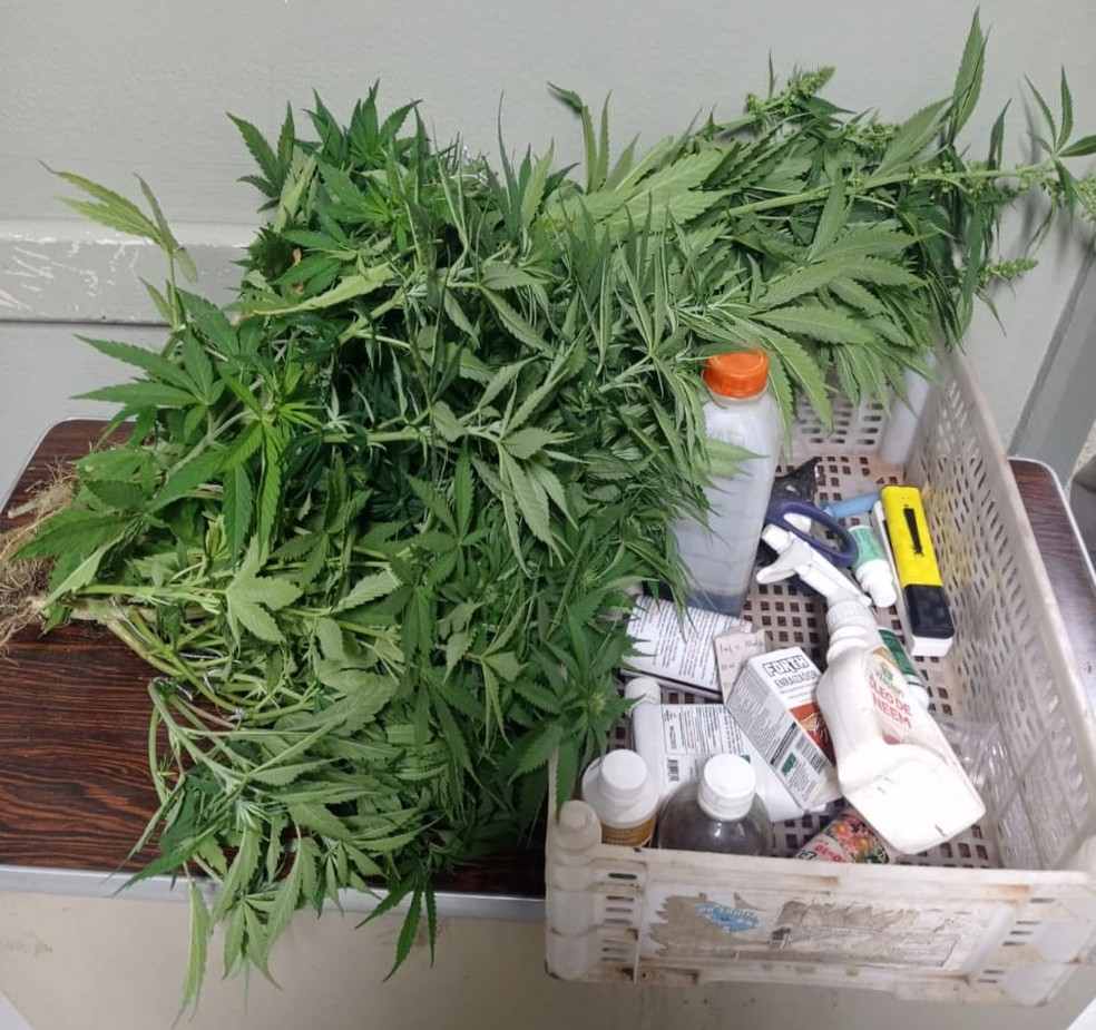 10 pés de maconha foram encontrados em casa em Piracicaba — Foto: Polícia Militar