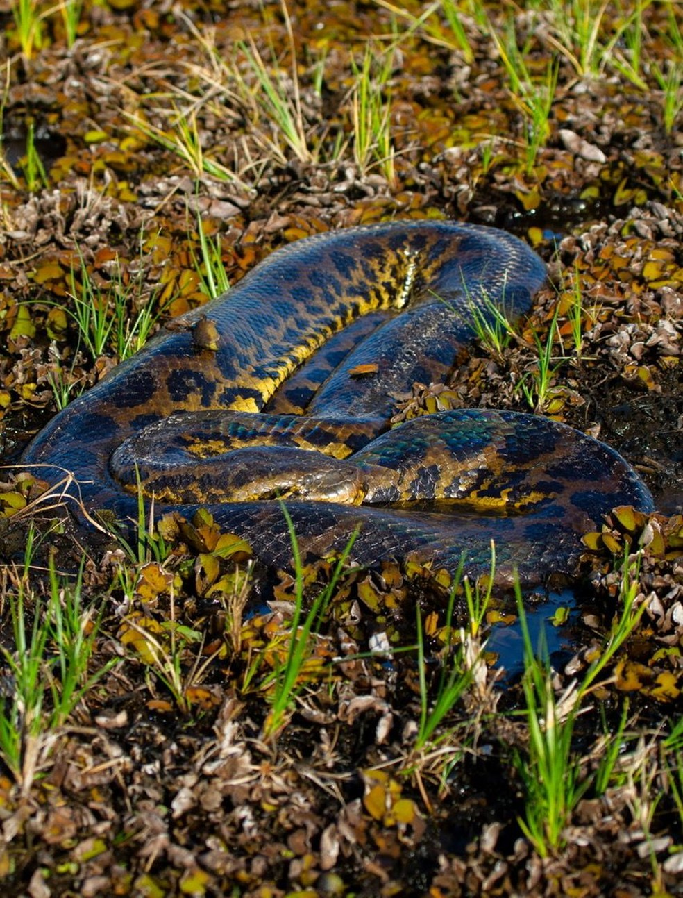 Serpente camuflada no Pantanal de MS — Foto: Reprodução/ Helder Brandão 