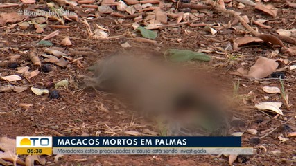 Mortes misteriosas de macacos preocupam moradores; casos estão sendo investigados