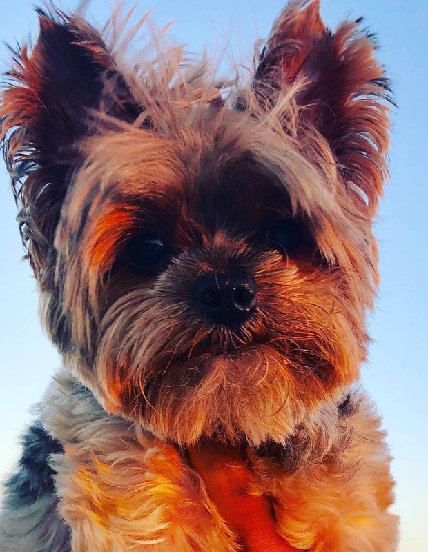Dudu, cachorro de Xuxa (Foto: Reprodução/Instagram)