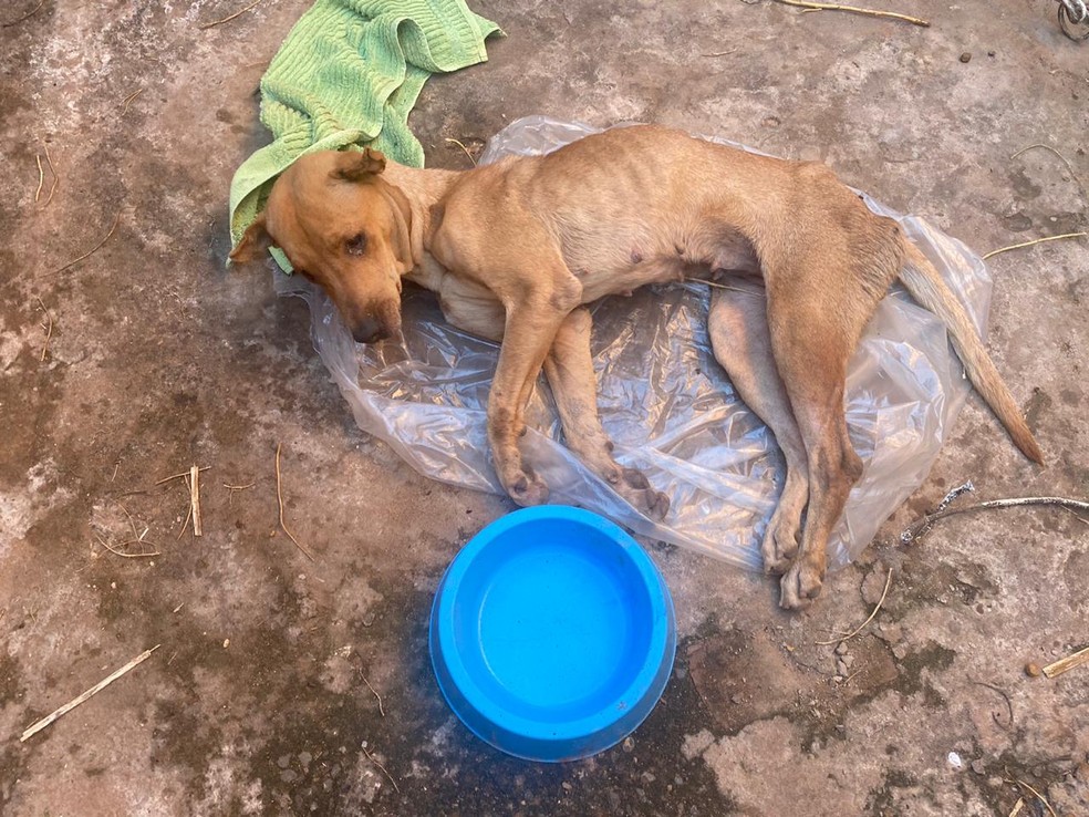 Cadela foi resgatada em situa&ccedil;&atilde;o de maus-tratos a animais em Novo Horizonte &mdash; Foto: Divulga&ccedil;&atilde;o/Pol&iacute;cia Ambiental de Novo Horizonte 