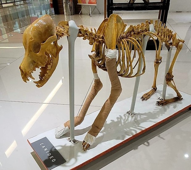 Mostra reúne esqueletos de animais e materiais explicativos (Foto: Divulgação / Cantareira Norte Shopping)