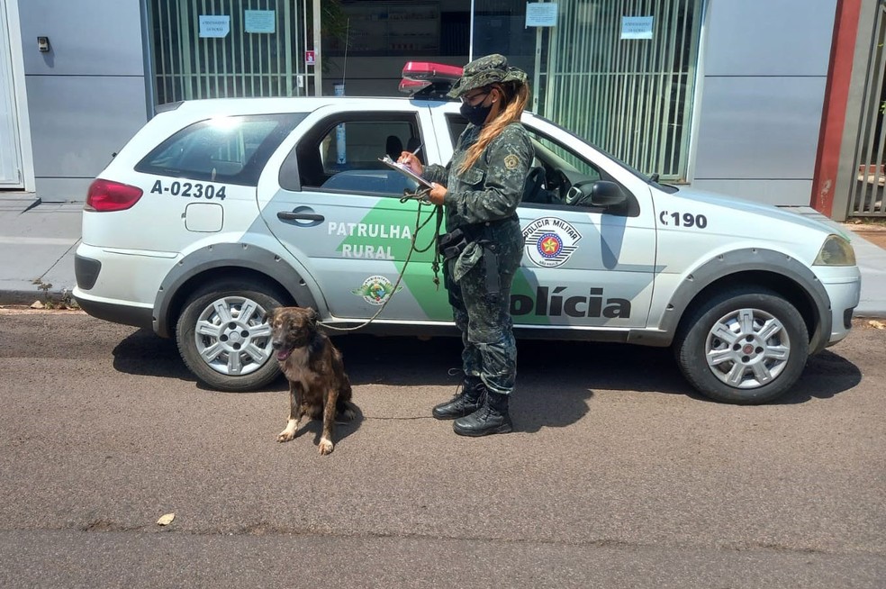 Cão foi resgatado e levado a uma clínica veterinária para receber os cuidados necessários — Foto: Polícia Ambiental 