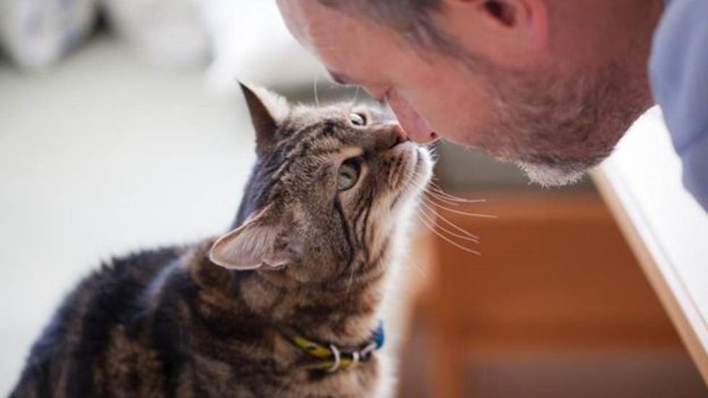 A forma como gatos foram domesticados há milhares de anos tem impacto até hoje no comportamento independente deles — Foto: Getty Images/BBC