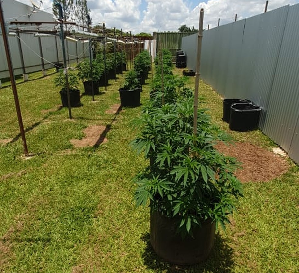 Pés de maconha apreendidos em casa de delegado da PCDF, em São Sebastião — Foto: PCDF/Divulgação