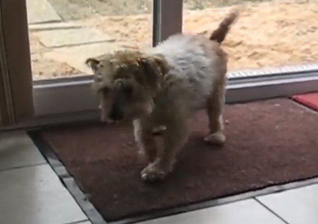 Cão 'educado' limpa as patas no tapete ao entrar em casa (Foto: Reprodução/YouTube/Petsami)