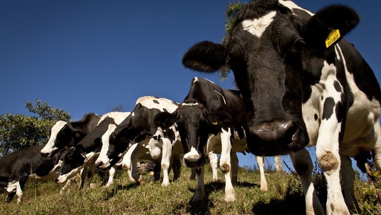 vaca-leite-gado-leiteiro-bovino (Foto: Marcelo Curia/Ed. Globo)