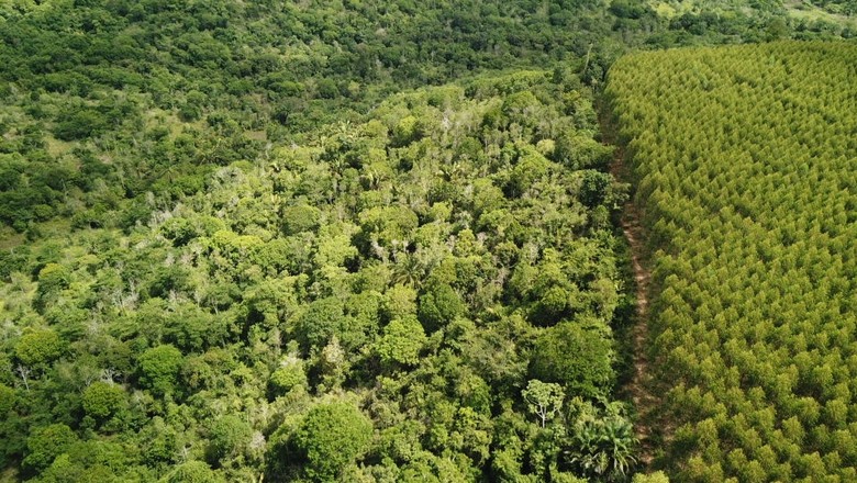 Floresta recuperada contrasta com plantação de eucalipto em área da Suzano (Foto: Divulgação)