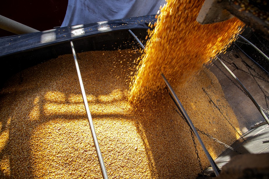Oferta de milho está maior do que o considerado normal para essa época do ano, ajudando a pressionar os preços