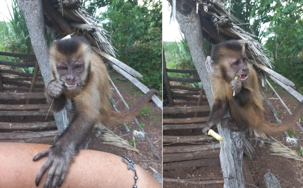 O retorno do macaco Chico? Animal é visto destelhando casas e ‘roubando’ biscoitos no Piauí — Foto: Arquivo pessoal 