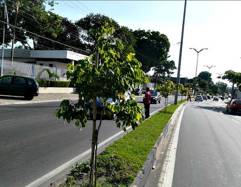 Arborização em Manaus. — Foto: Divulgação/Semmas