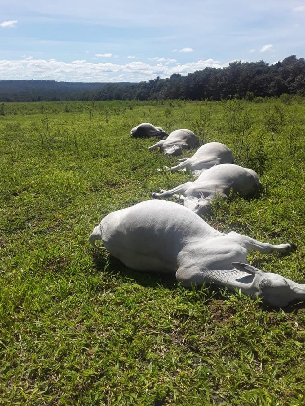 17 cabeças de gado morreram em uma propriedade rural localizada em Vilhena (RO) — Foto: Reprodução/Redes sociais 