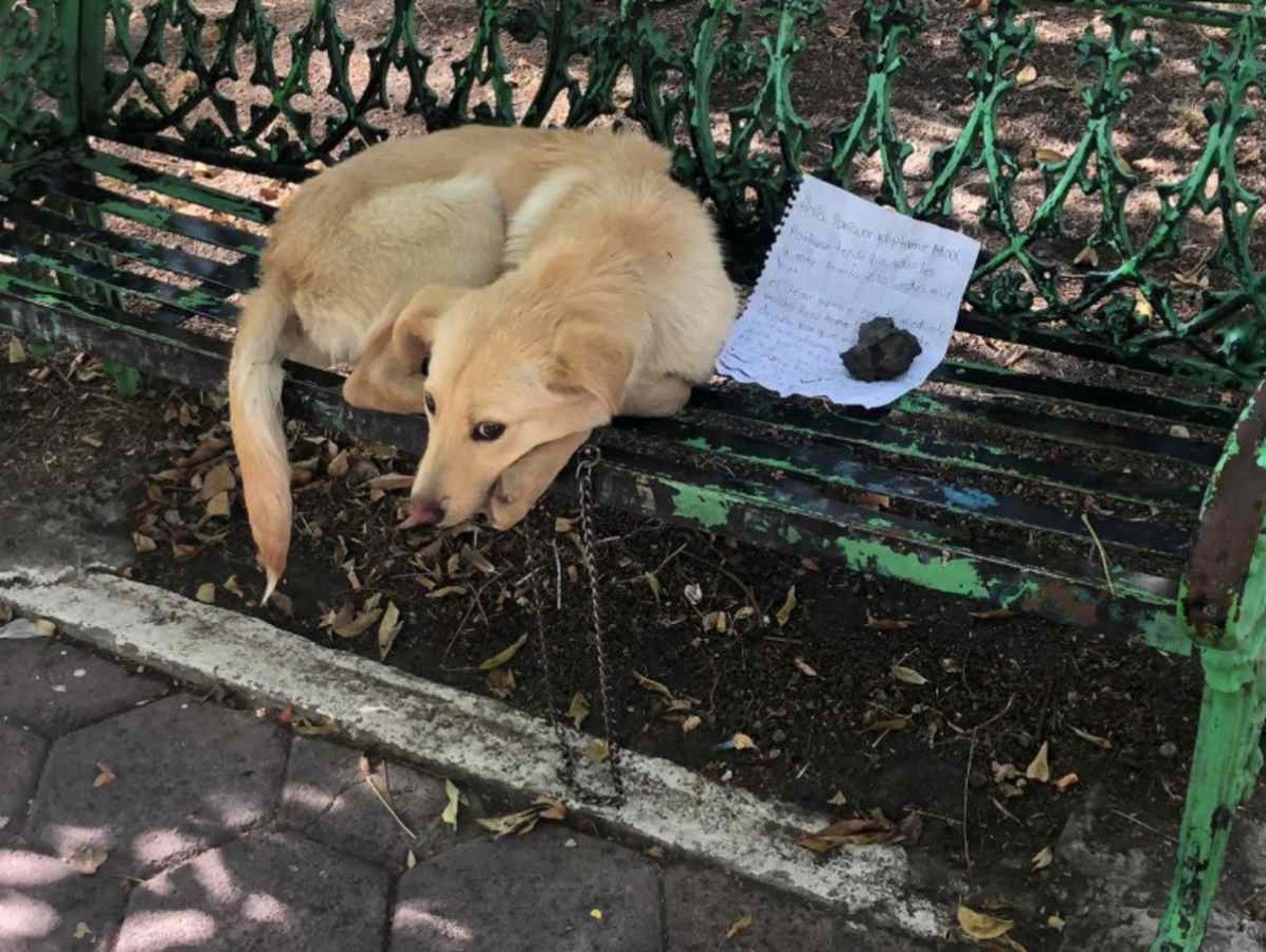 O cachorro foi deixado em uma praça na Cidade do México, com uma carta (Foto: Reprodução/Facebook)