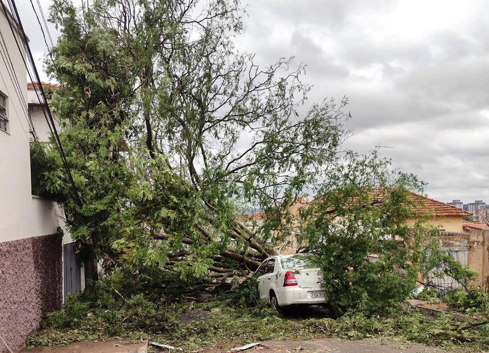 Temporal derrubou árvore em rua de Pirassununga — Foto: Redes sociais