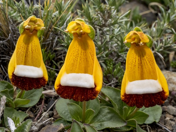 The Virgin's Slipper is a wildflower found in mountainous regions of Patagonia ( Southern Chile and Argentinia). Also know as Darwin's Slipper or Maiden's Slipper, or, in Spanish, Zapatito de la Virgen. it also once had the scientific name Calceolaria dar (Foto: Getty Images/iStockphoto)