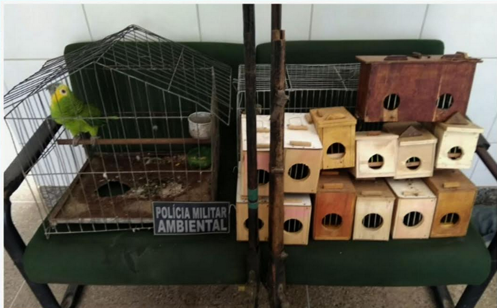 Foram apreendidos papagaios, periquitos e outros pássaros. Três homens foram presos. (Foto: Reprodução/TV Verdes Mares)