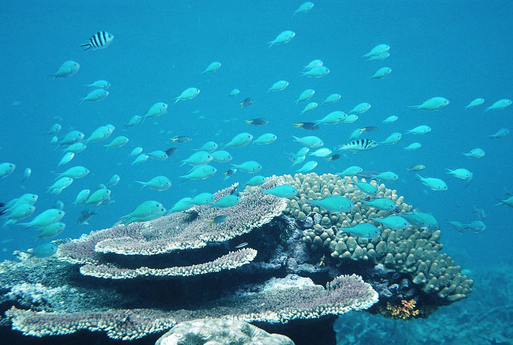 GREAT BARRIER REEF, QUEENSLAND, AUSTRALIA - 1988/05/01: Underwater scene on the Great Barrier Reef showing a small school of fish and coral that is under threat from the "crown of thorn" star fish that eats coral.. (Photo by Peter Charlesworth/LightRocket (Foto: Getty Images)