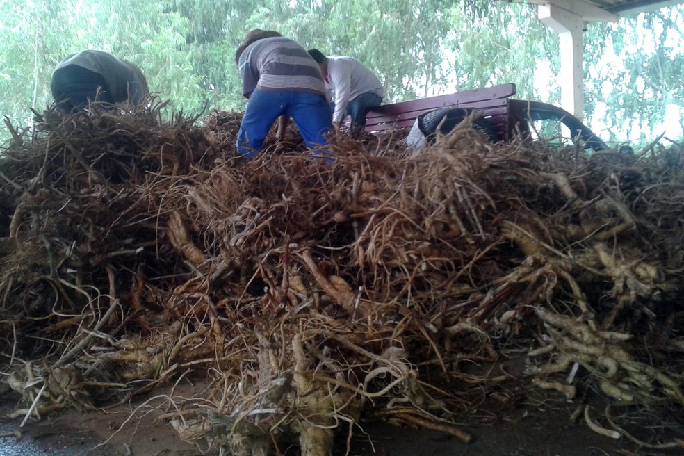 Em 2015, a venda das raízes gerou R$ 675 mil em negócios para os produtores rurais. (Foto: Agência Estadual de Notícias/Divulgação)