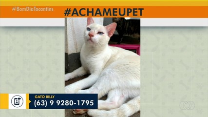 Acha meu pet: tutora procura por gatinho desaparecido na 1204 Sul