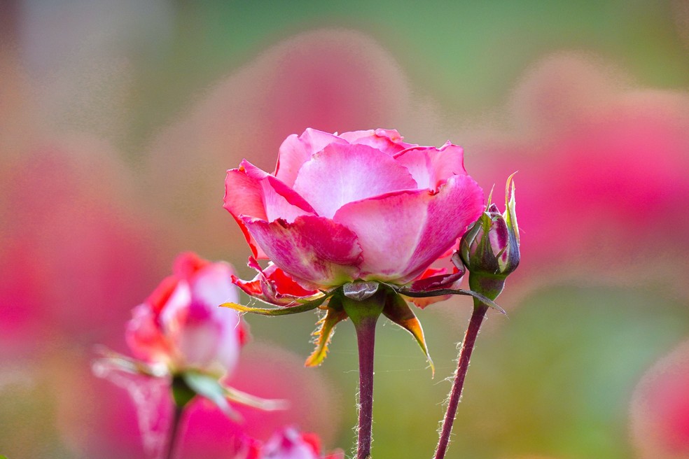 Rosa: como plantar a flor e os quais os principais cuidados? | Paisagismo |  Casa Vogue