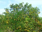 Produtores de laranja de SP têm dificuldade para comercializar a safra