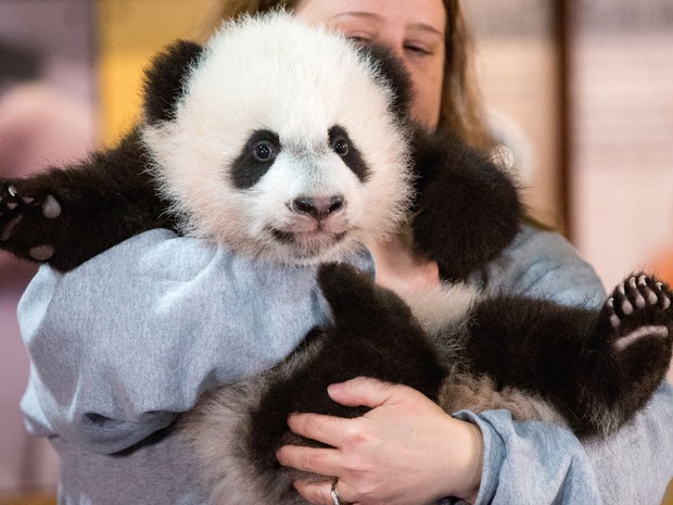 Nicole MacCorkle, funcionária do Zoológico Nacional de Washington, exibe o filhote de panda gigante Bei Bei na quarta (16) (Foto: AP Photo/Andrew Harnik)
